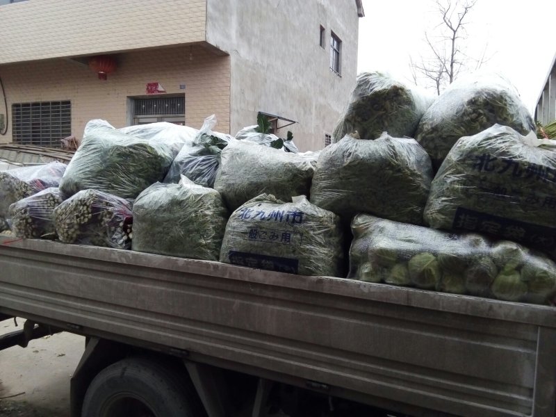 精品茼蒿菜鲜嫩水灵日供五千斤保质保量可长期供货