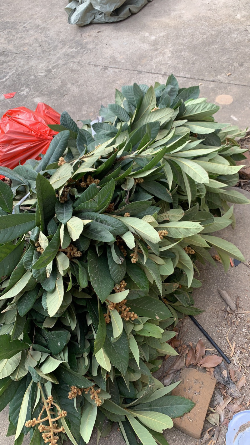 当年早钟六号嫁接苗出售