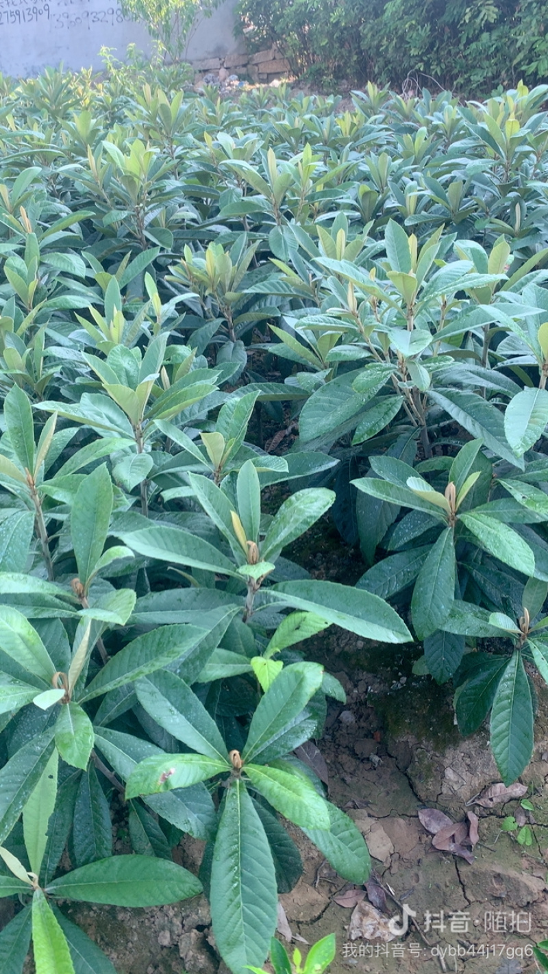 当年早钟六号嫁接苗出售