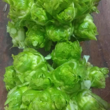 儿菜，南充菜，娃儿菜，抱儿菜，精品儿菜，