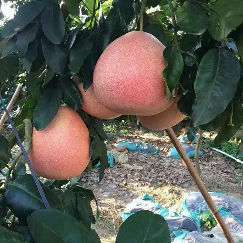 当年三红柚嫁接苗出售