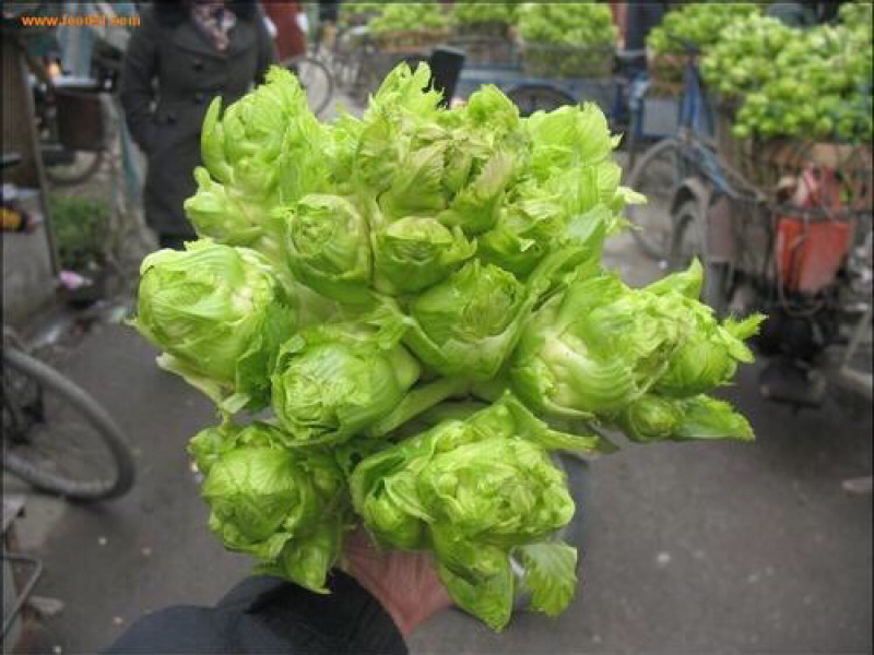 儿菜，南充菜，娃儿菜，抱儿菜，精品儿菜，