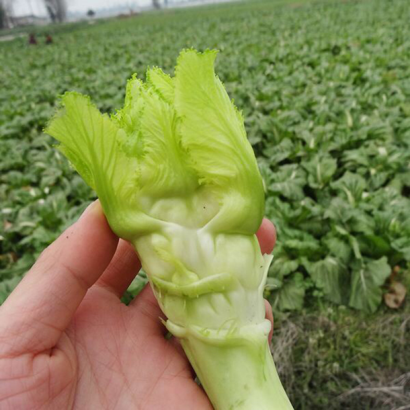 儿菜，南充菜，娃儿菜，抱儿菜，精品儿菜，