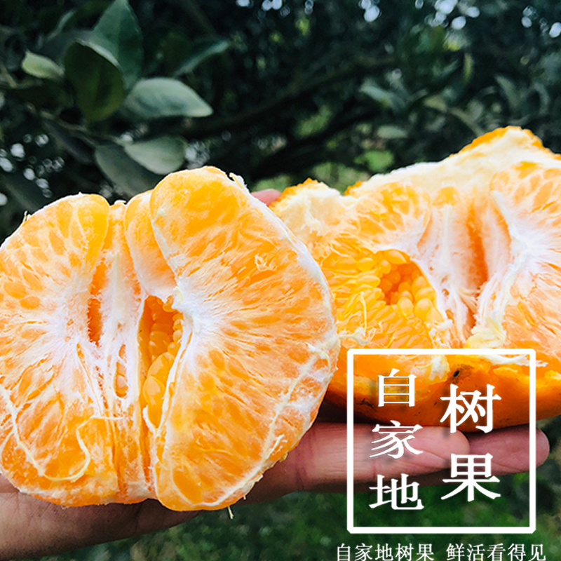 丹棱耙耙柑春见脆嫩多汁四川眉山原产地现摘现发