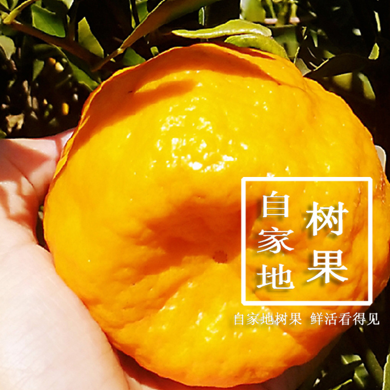 丹棱耙耙柑春见脆嫩多汁四川眉山原产地现摘现发