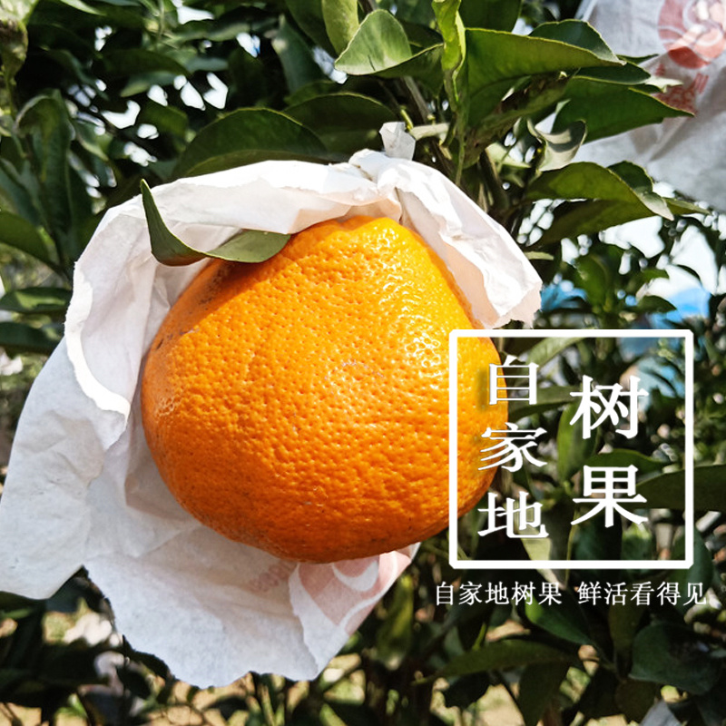 丹棱耙耙柑春见脆嫩多汁四川眉山原产地现摘现发