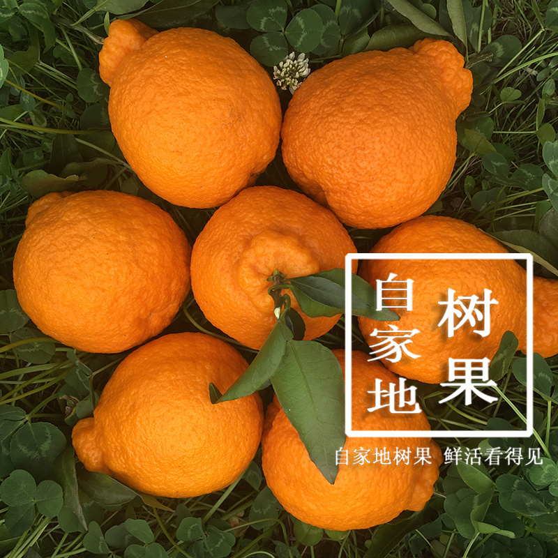 丹棱耙耙柑春见脆嫩多汁四川眉山原产地现摘现发