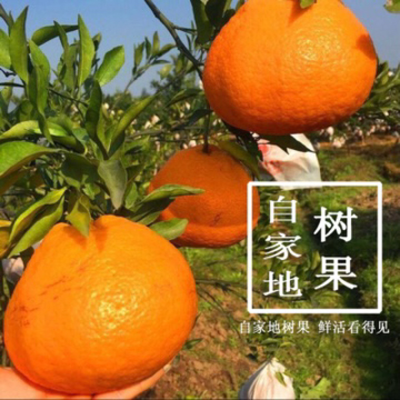 丹棱耙耙柑春见脆嫩多汁四川眉山原产地现摘现发