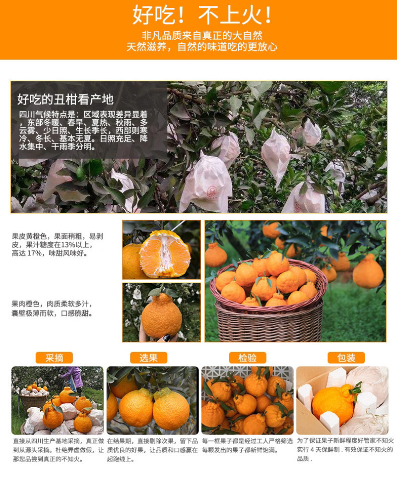 丹棱耙耙柑春见脆嫩多汁四川眉山原产地现摘现发