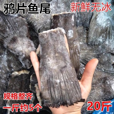 新鲜鸦片鱼尾20斤火锅烧烤蝶鱼比目鱼冷冻酒店商用食材
