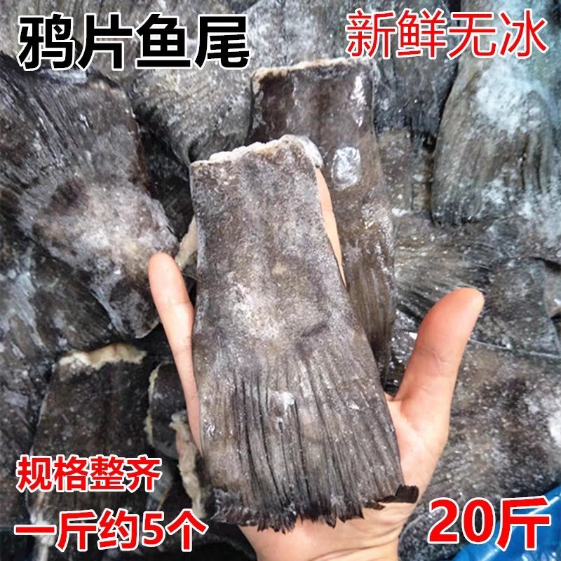 新鲜鸦片鱼尾20斤火锅烧烤蝶鱼比目鱼冷冻酒店商用食材