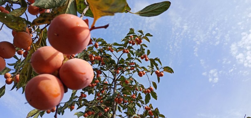 1~2公分无籽小蜜罐柿子树苗，以及柿子盆景树苗