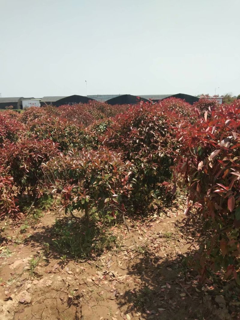 彩色品种红叶石楠毛球净球齐全高杆石楠小苗盆栽苗