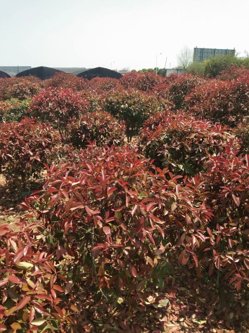 彩色品种红叶石楠毛球净球齐全高杆石楠小苗盆栽苗