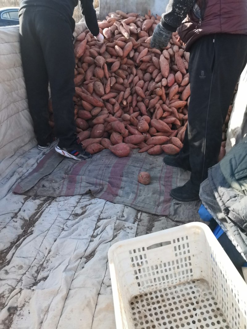精品烟薯，以致论价，长期工货