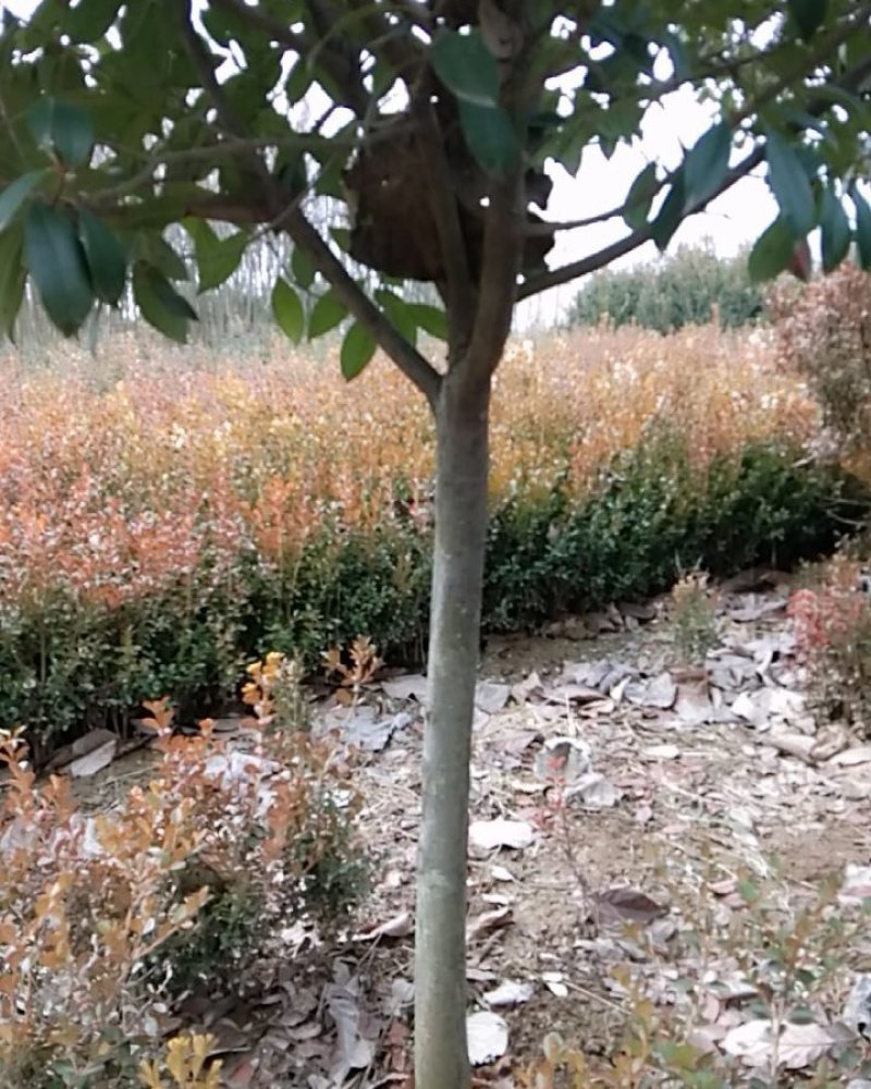彩色品种红叶石楠毛球净球齐全高杆石楠小苗盆栽苗