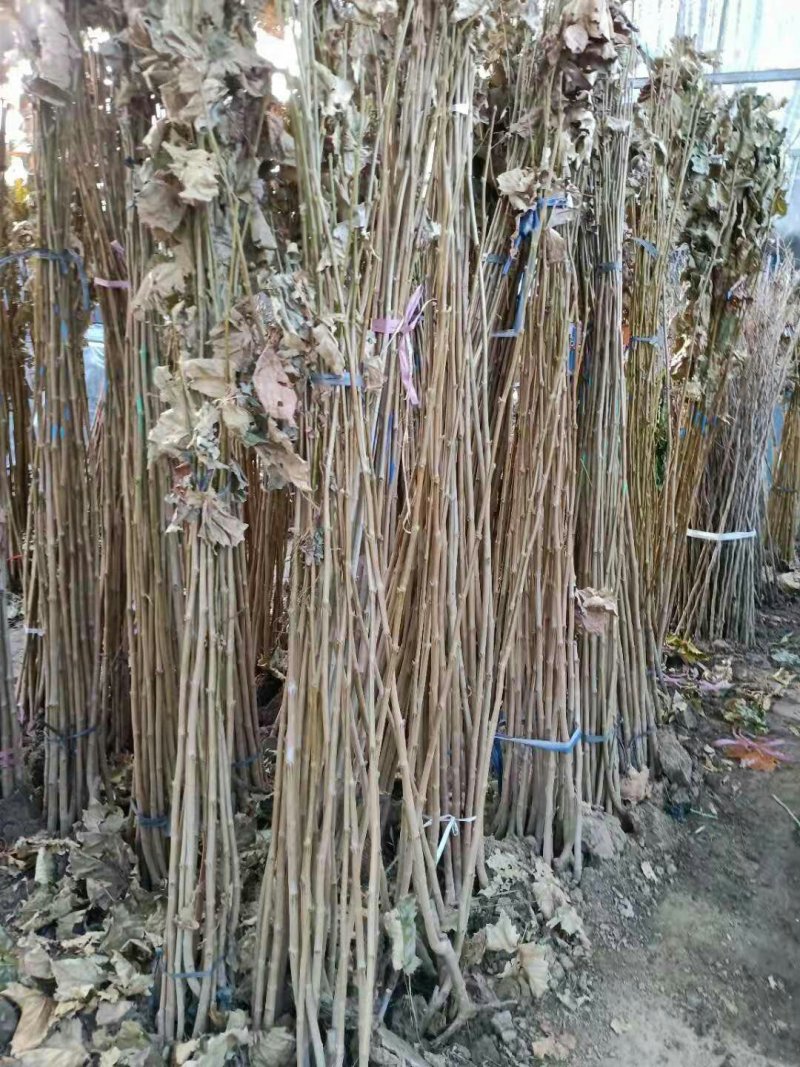 法桐树苗法国梧桐树苗速生法桐苗小苗树苗别名法桐