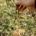供应广西香椿苗红芽香椿树苗菜木芽树苗包邮