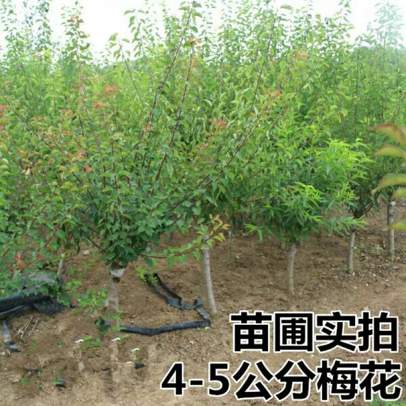 美人梅道路，庭院，公园绿化工程苗木基地直销