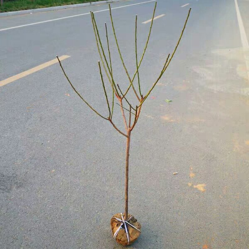 美人梅道路，庭院，公园绿化工程苗木基地直销