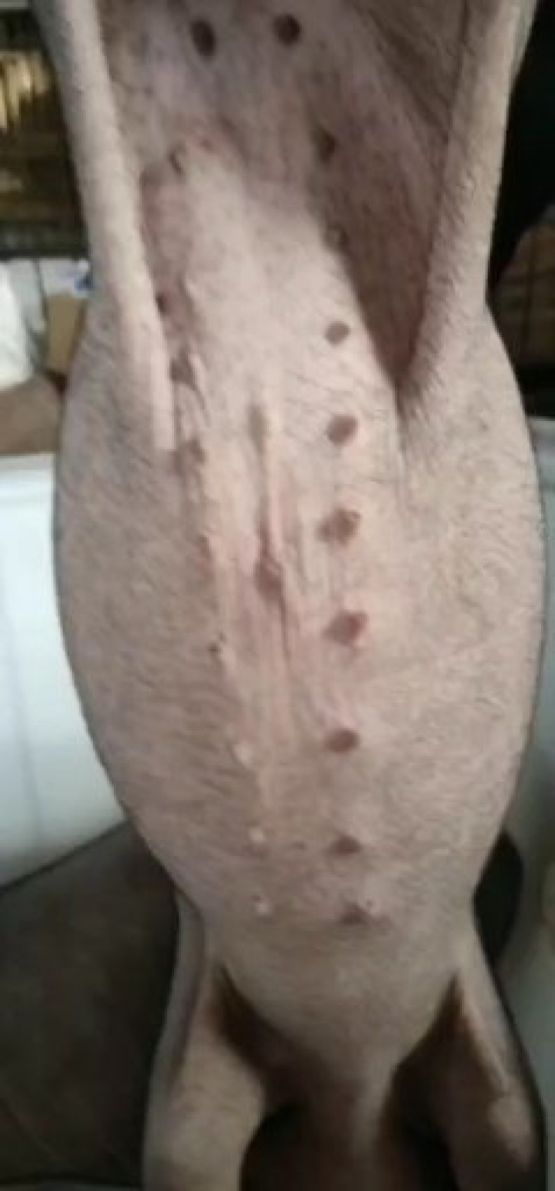 【优质】三元仔猪，包邮到家，基地直供，欢迎选购！