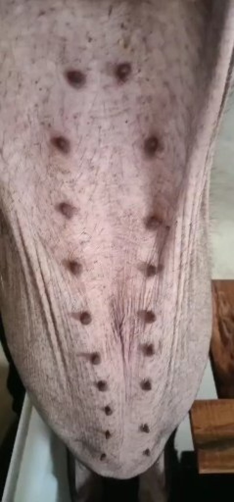 【优质】三元仔猪，包邮到家，基地直供，欢迎选购！
