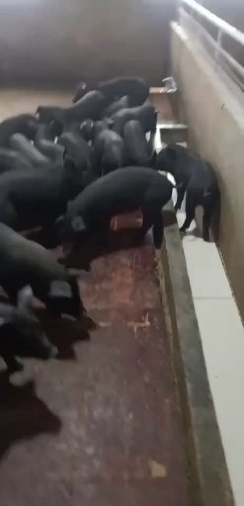 【优质】三元仔猪，包邮到家，基地直供，欢迎选购！