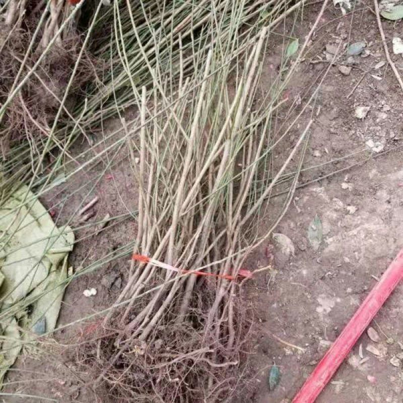 美人梅道路，庭院，公园绿化工程苗木基地直销