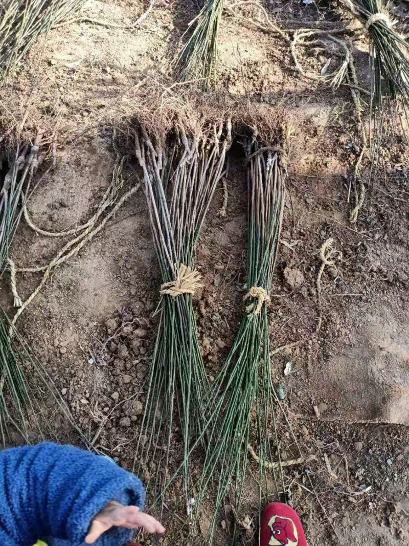 美人梅道路，庭院，公园绿化工程苗木基地直销