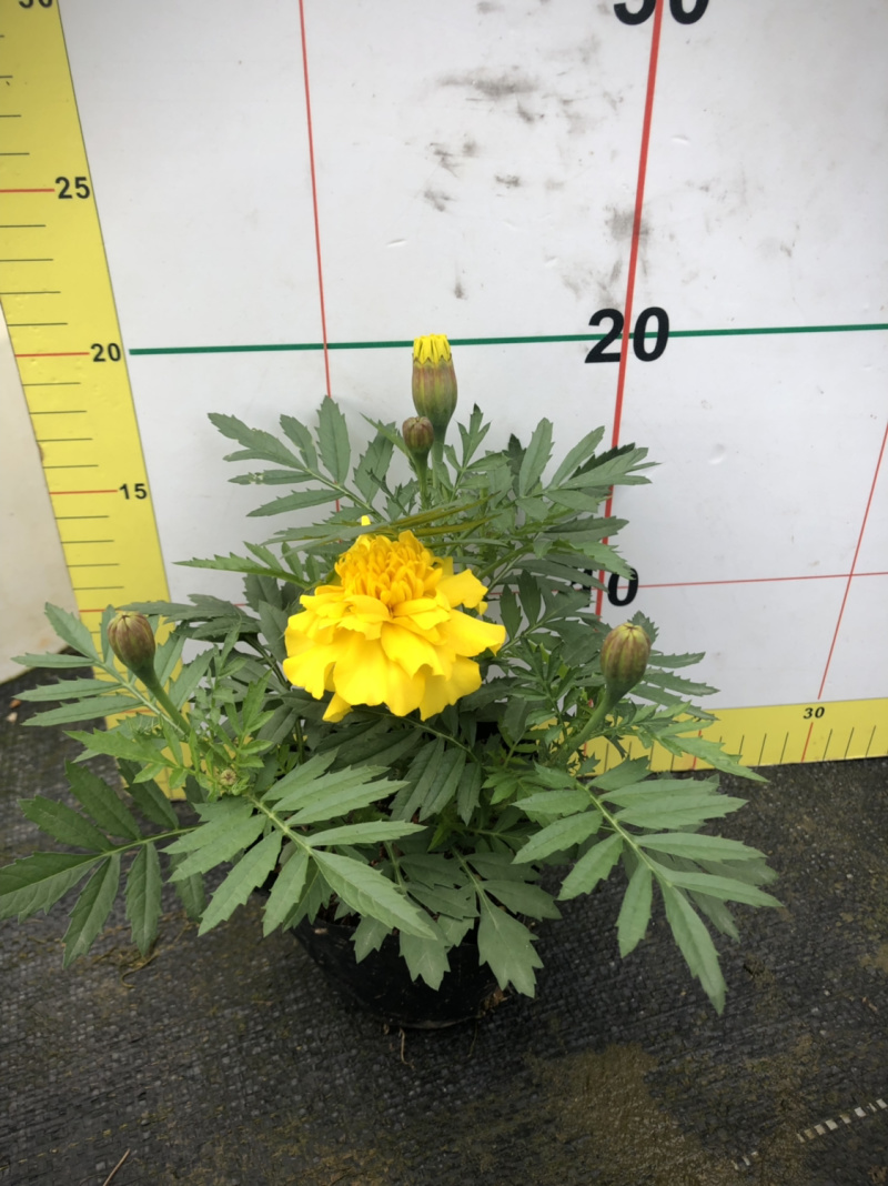 时花袋苗