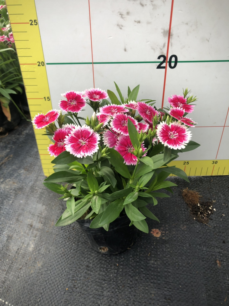 时花袋苗