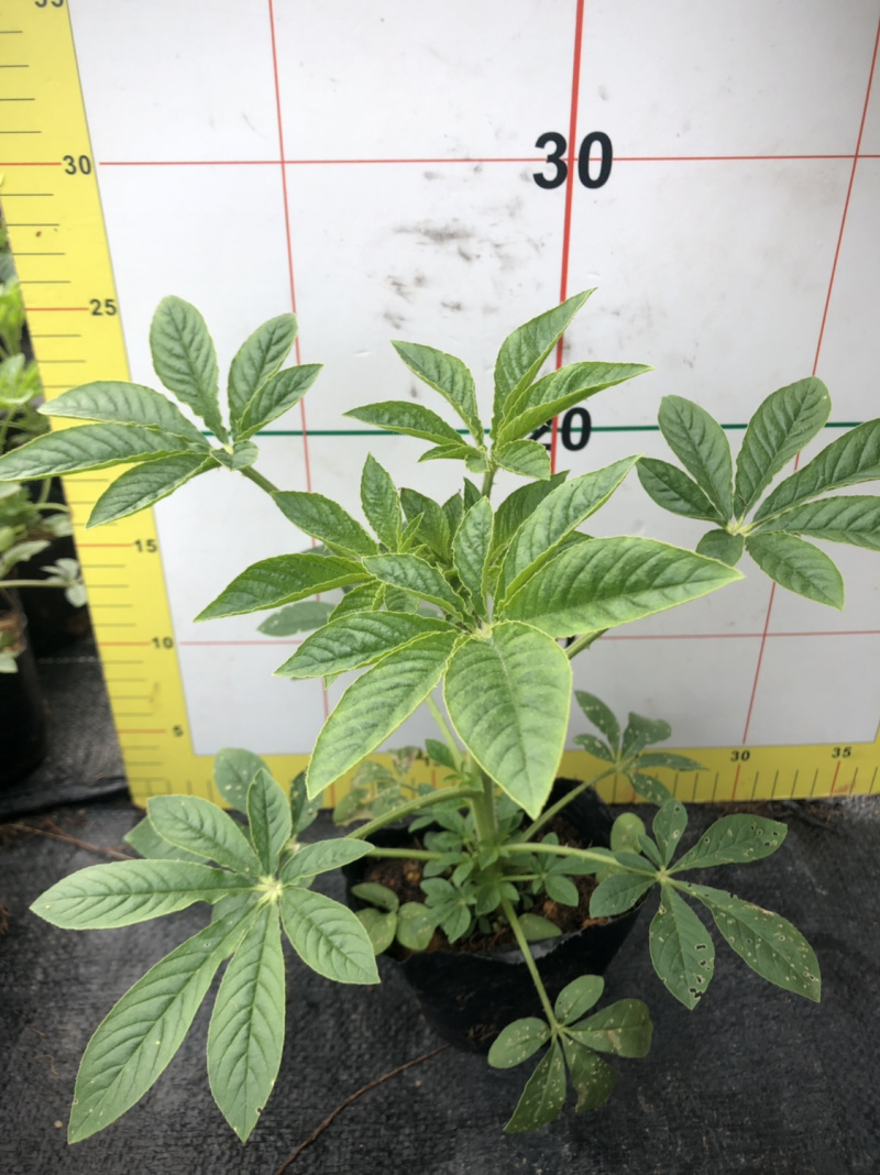 时花袋苗