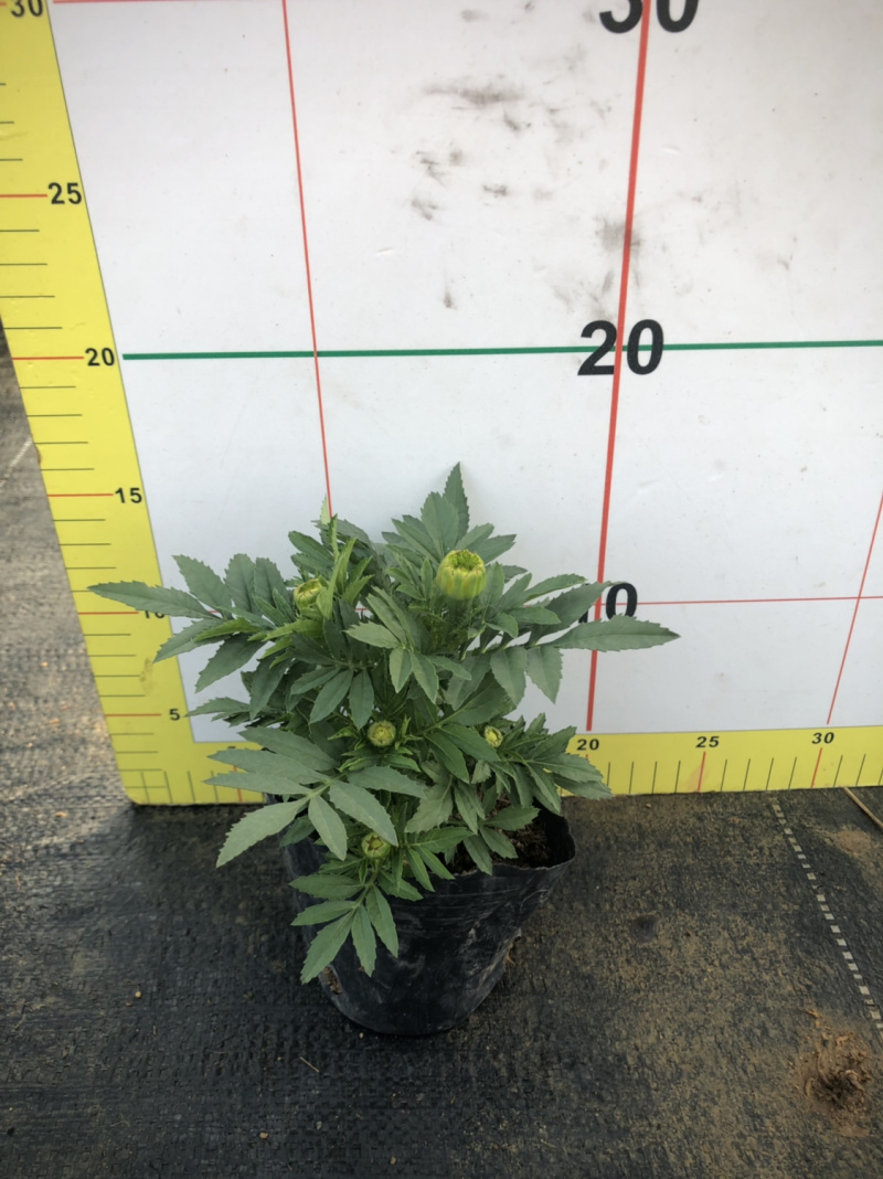 时花袋苗