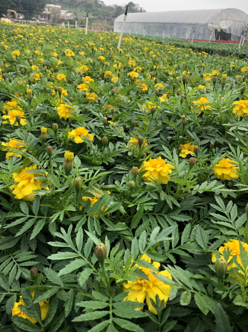 时花袋苗