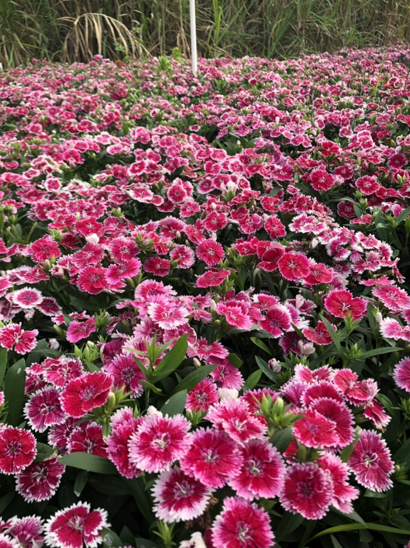 时花袋苗