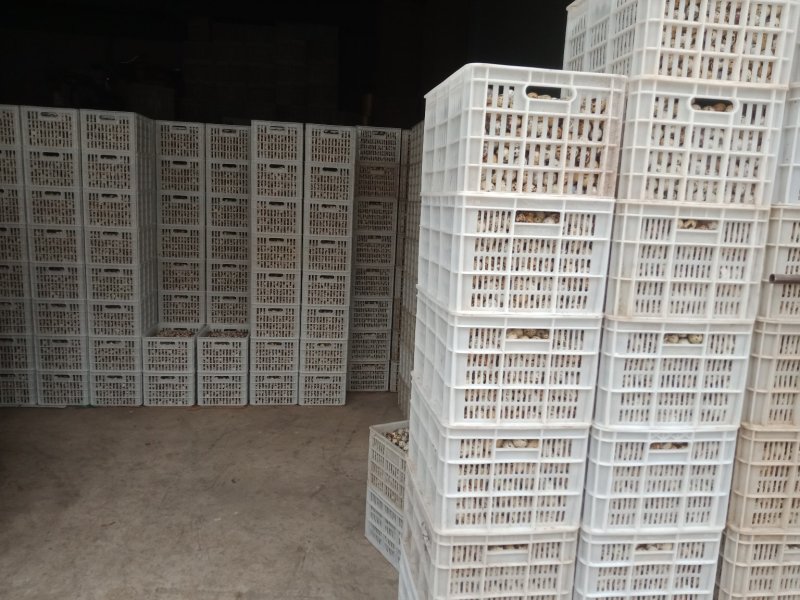 云南昆明鹌鹑蛋基地直发鲜货现发品质保证