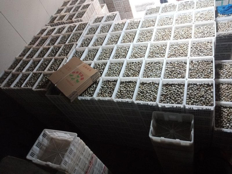 云南昆明鹌鹑蛋基地直发鲜货现发品质保证