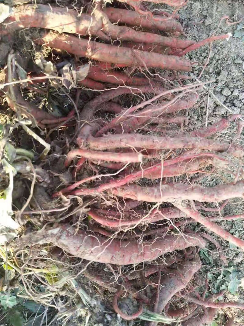 丹参苗，山东产地生地岔，丹参苗出售。质量有保障