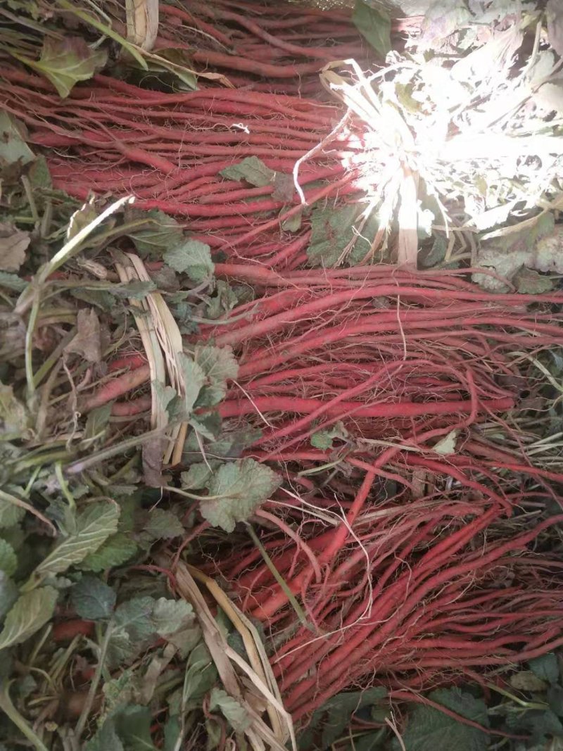 丹参苗，山东产地生地岔，丹参苗出售。质量有保障