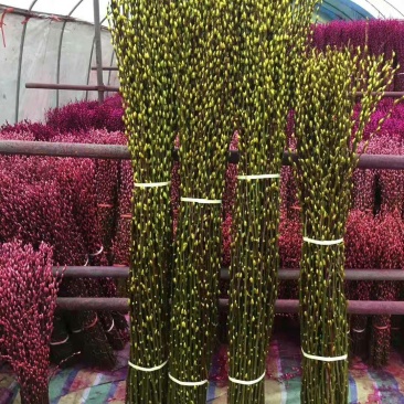 基地直销银柳60-1.5米高量大优惠