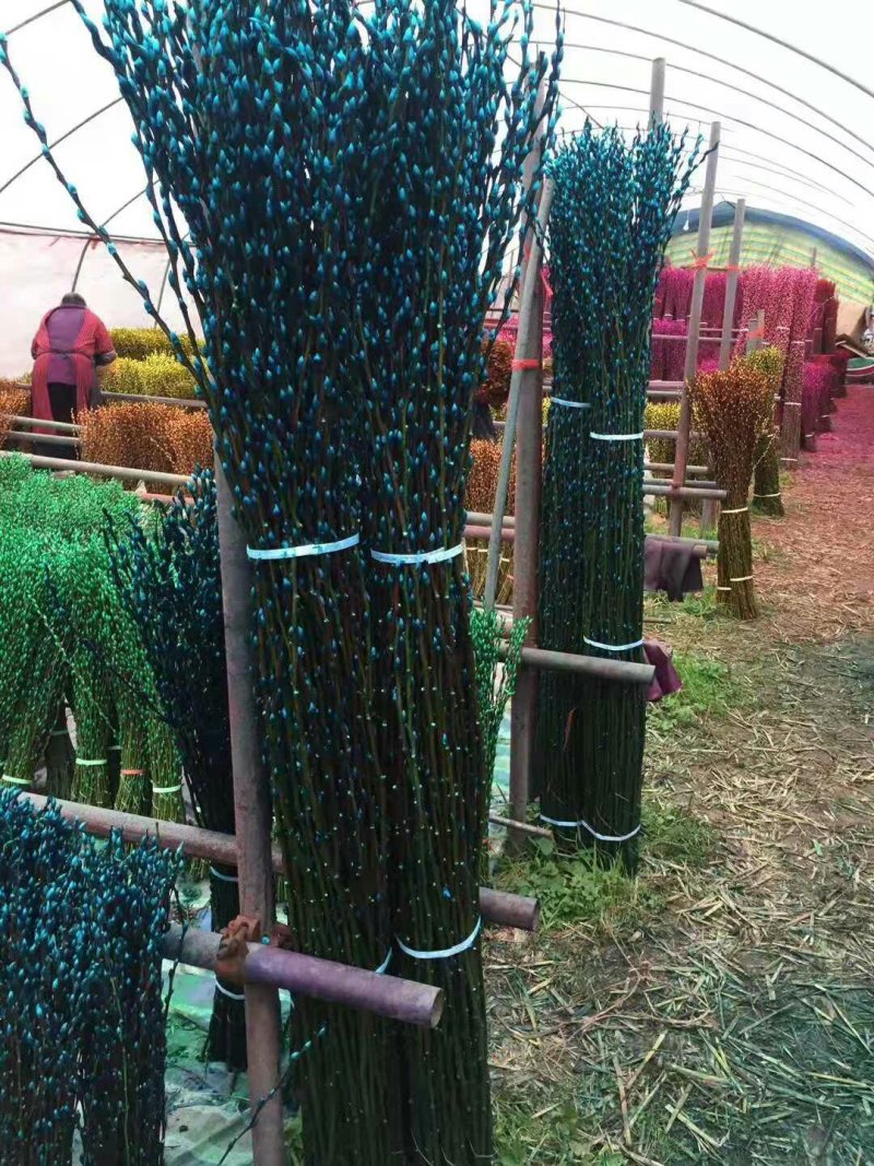 基地直销银柳60-1.5米高量大优惠