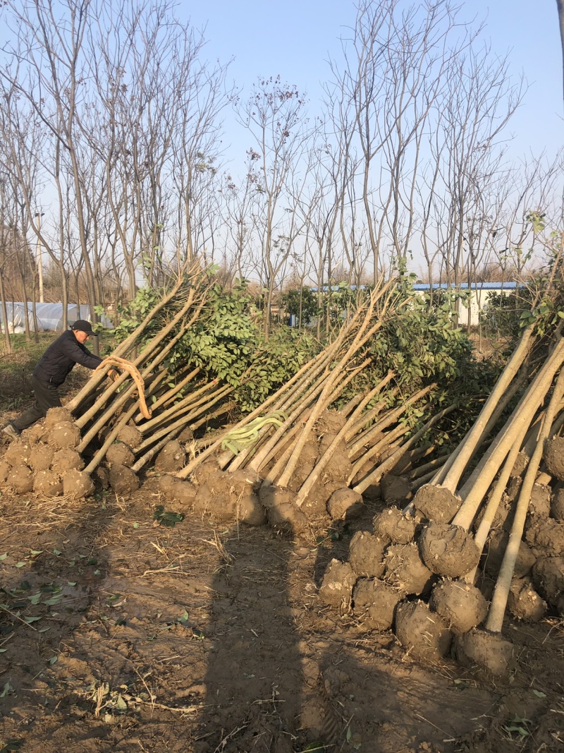 大叶女贞6-14公分清地处理，价格实惠，诚信经营！