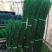 基地直销银柳60-1.5米高量大优惠