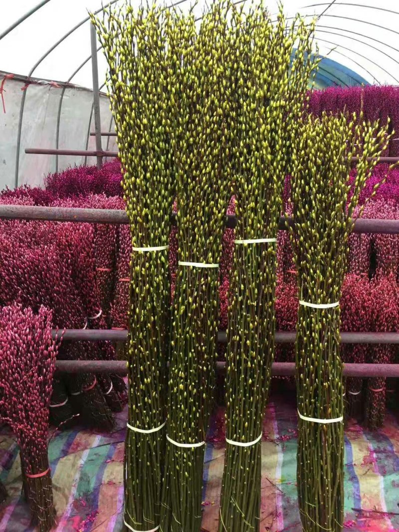 基地直销七彩柳发财柳银柳规格齐全，颜色齐全。