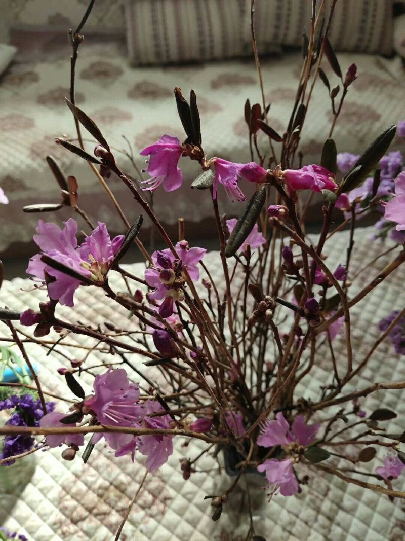 基地直销干花杜鹃遇水开花