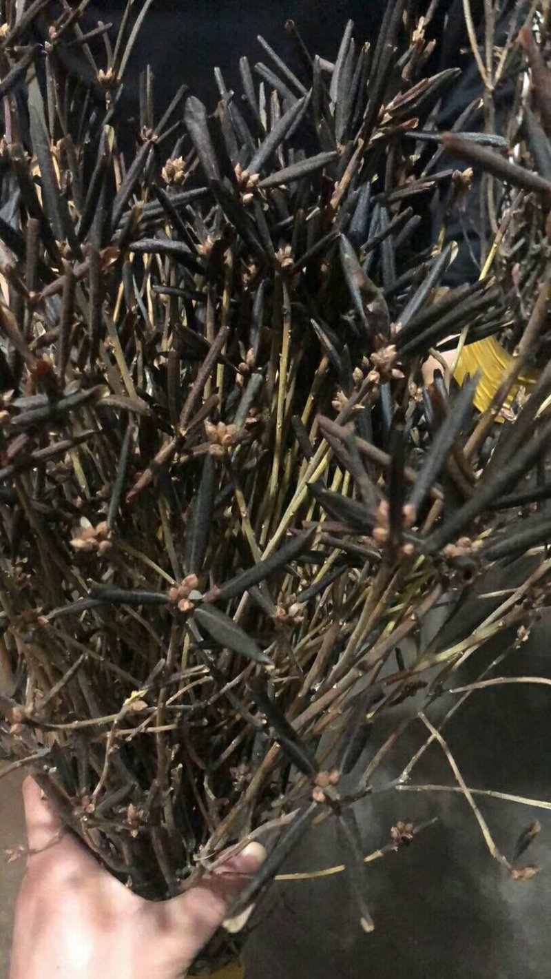 基地直销干花杜鹃遇水开花