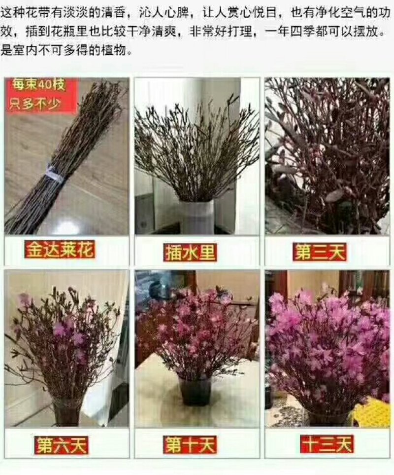 基地直销神奇植物干花杜鹃遇水开花。
