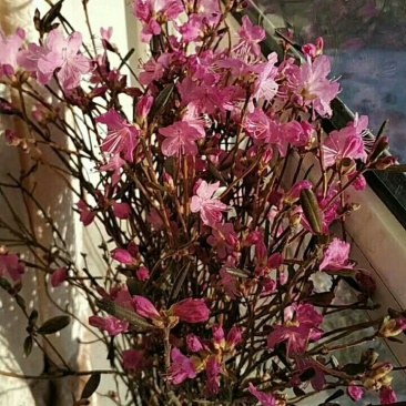 基地直销神奇植物干花杜鹃遇水开花。