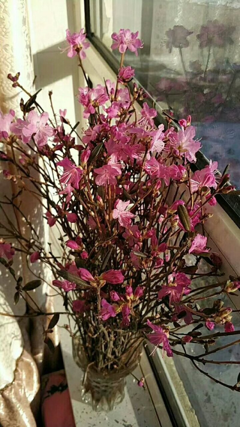 基地直销神奇植物干花杜鹃遇水开花。
