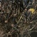基地直销神奇植物干花杜鹃遇水开花。